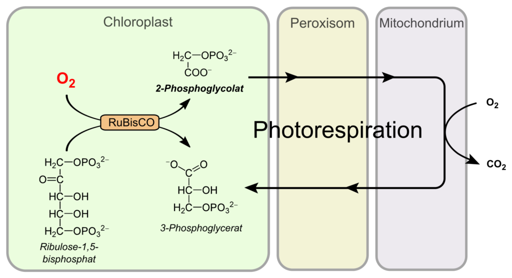 Photorespiration or C2 cycle difference in c2 cycle and dark respiration