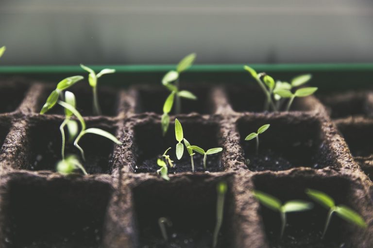 aims-of-plant-breeding-botany-12-std-notes-study-materials